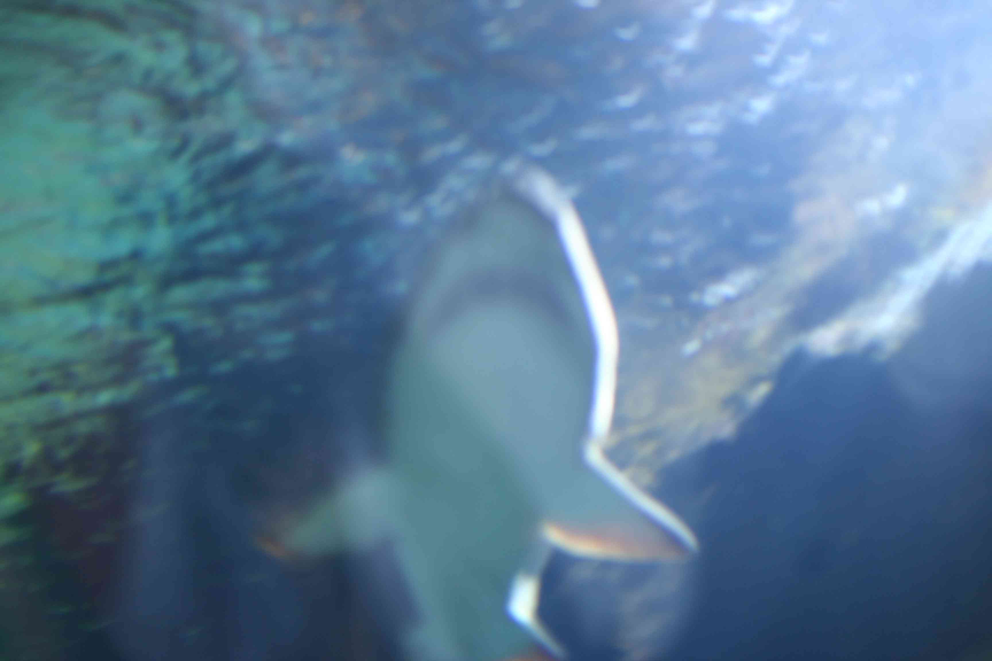 Ein Besuch im Seaworld