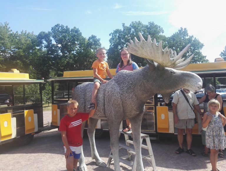 Elch Safari