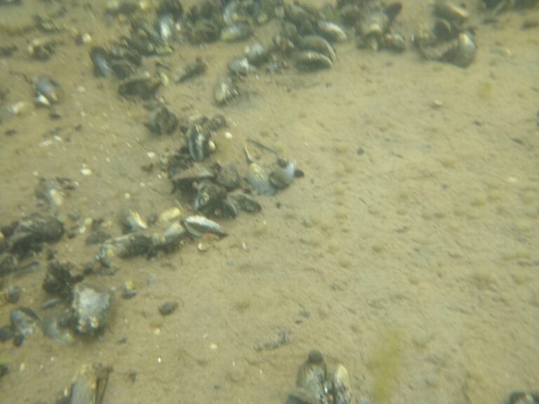Ein Bad in der Ostsee